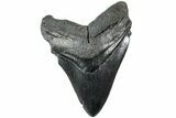 Serrated, Fossil Megalodon Tooth - South Carolina #231762-1